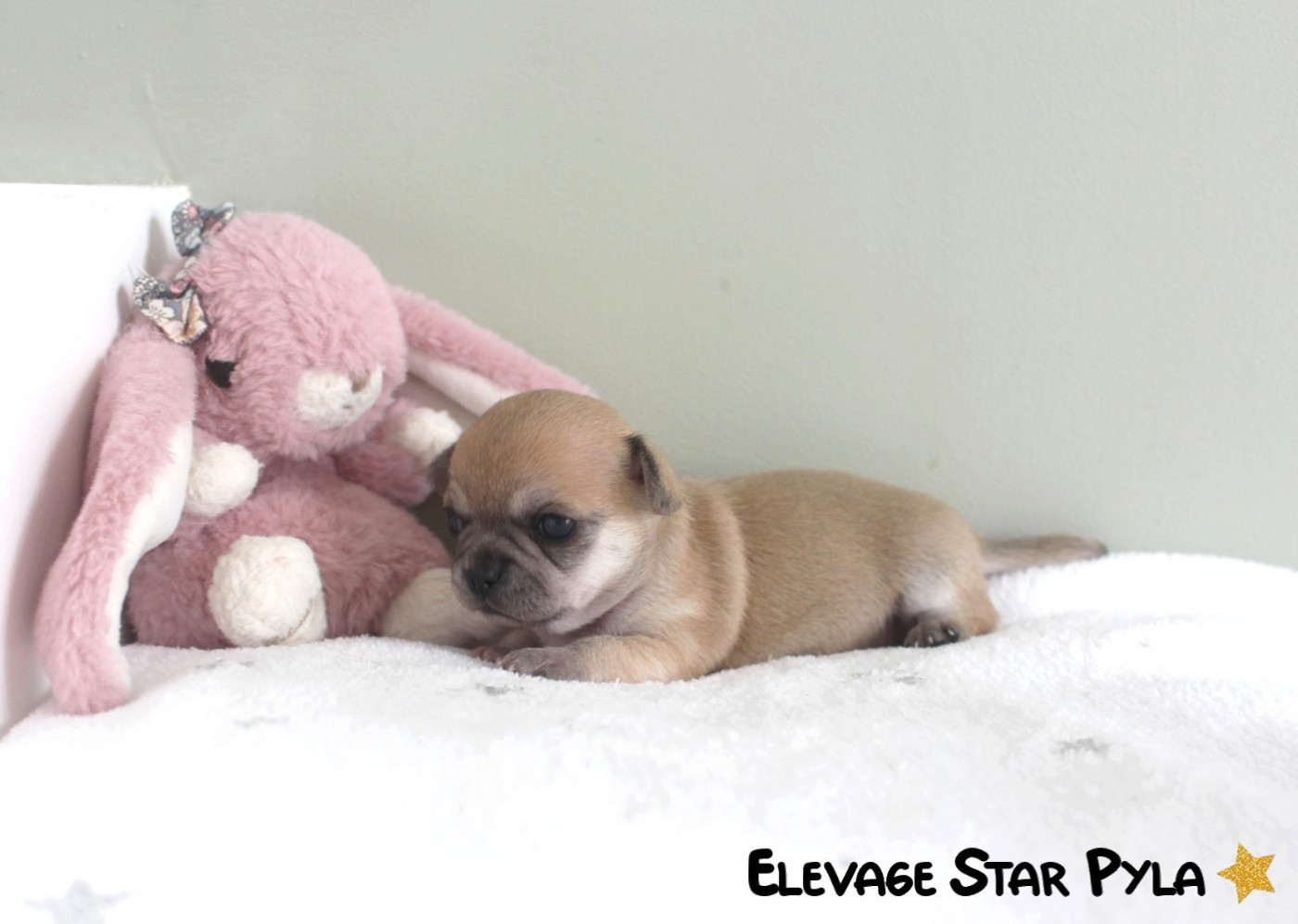 Star Pyla - Chiots disponibles - Chihuahua