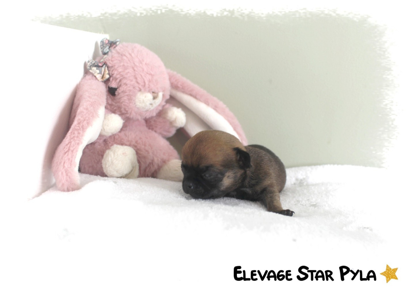 Star Pyla - Chiots disponibles - Chihuahua