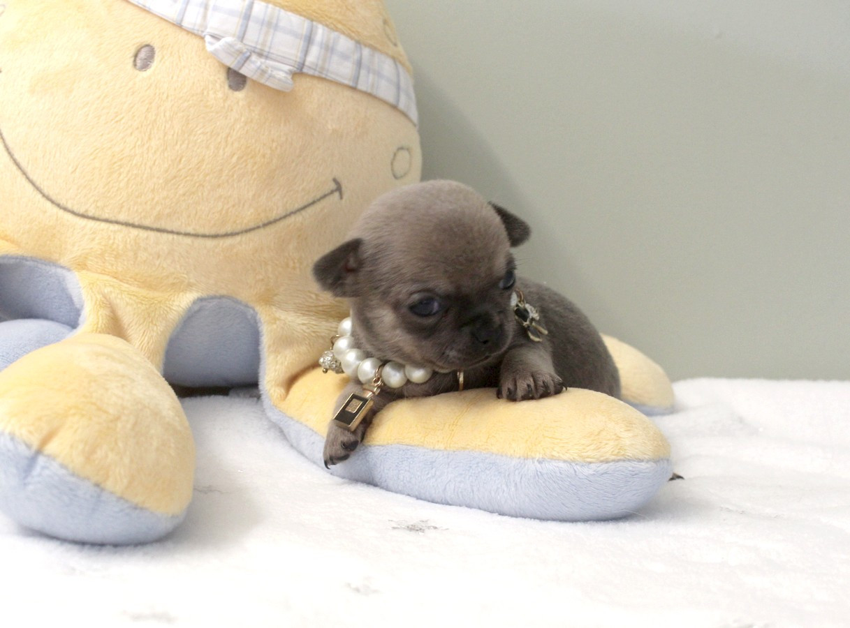 Star Pyla - Chiots disponibles - Chihuahua