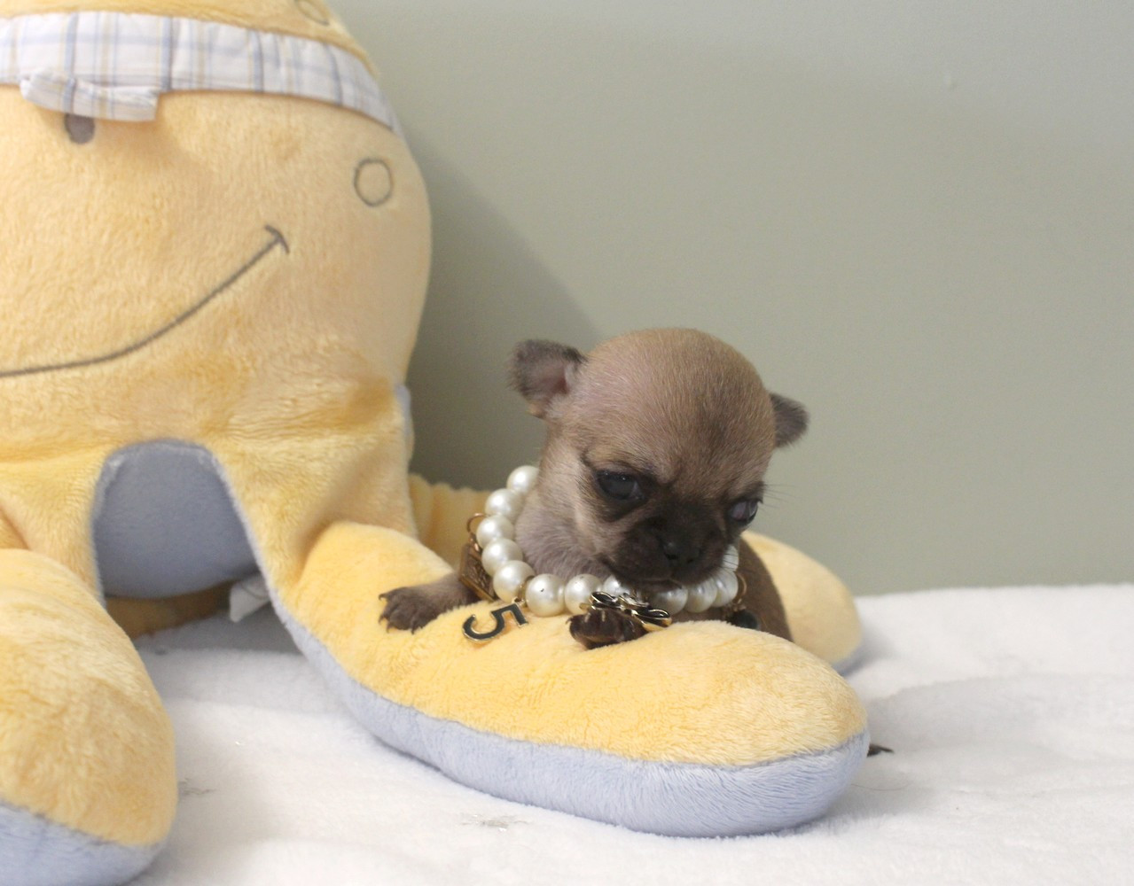 Star Pyla - Chiots disponibles - Chihuahua