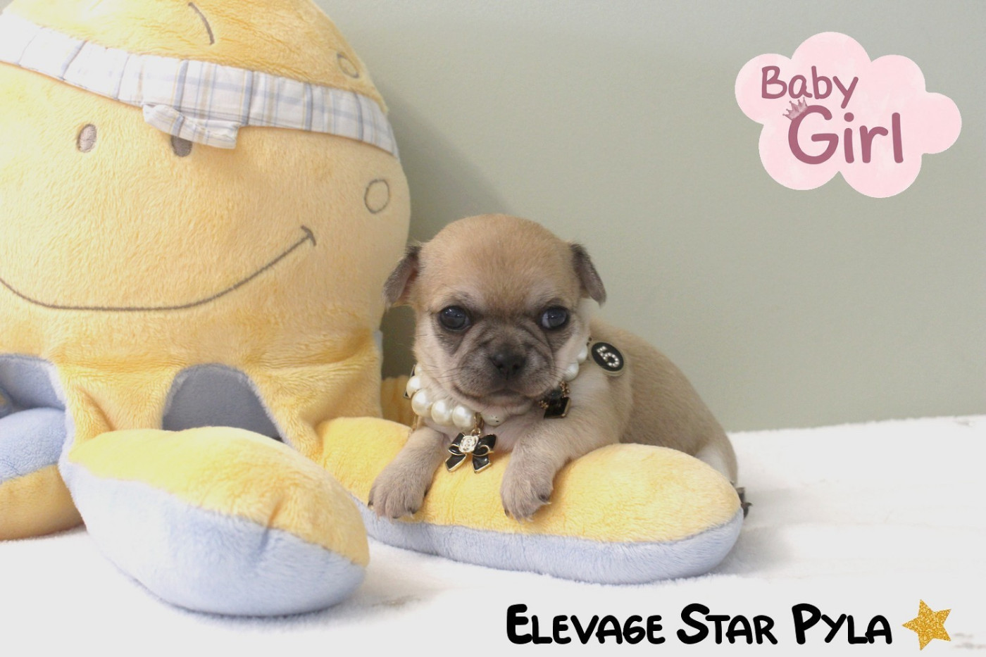 Star Pyla - Chiots disponibles - Chihuahua