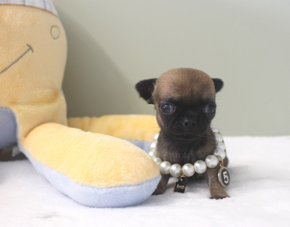Star Pyla - Chiots disponibles - Chihuahua