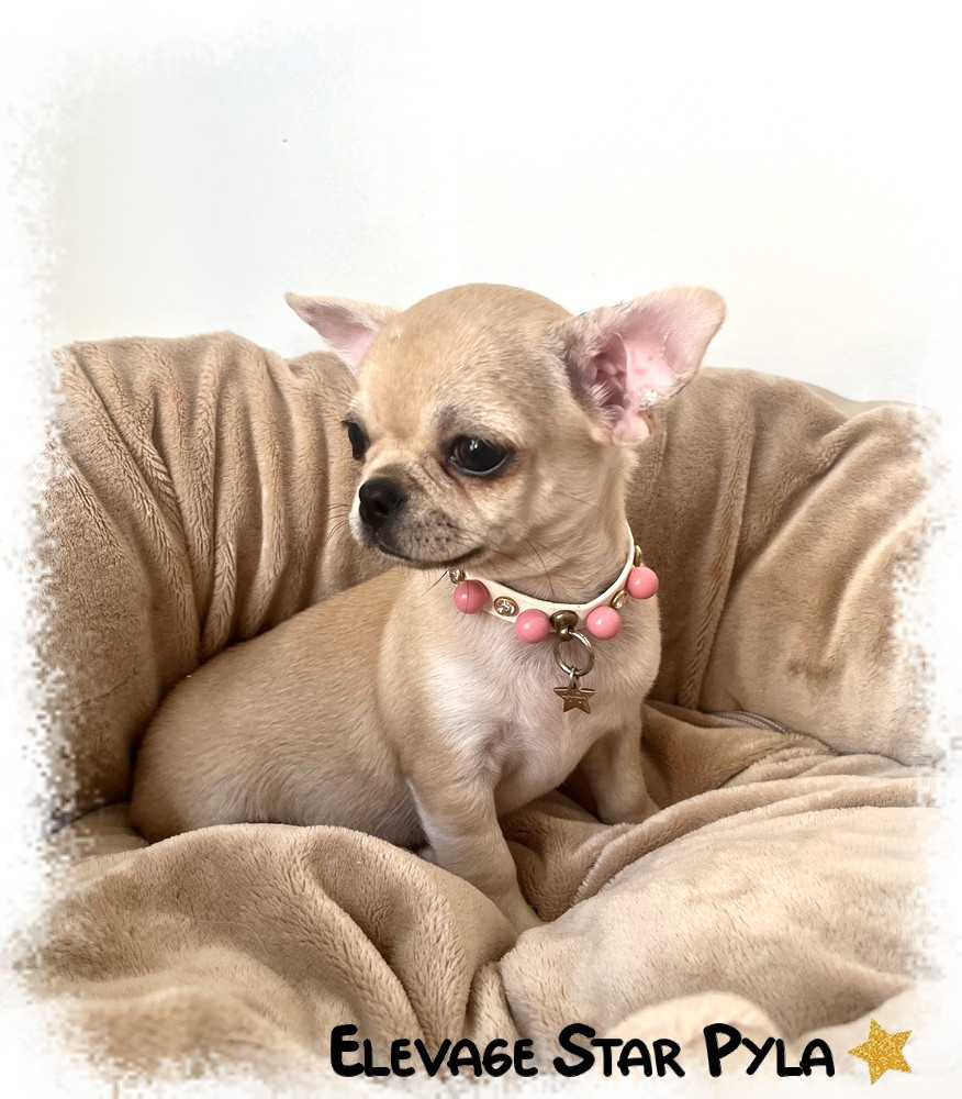 Star Pyla - Chiots disponibles - Chihuahua
