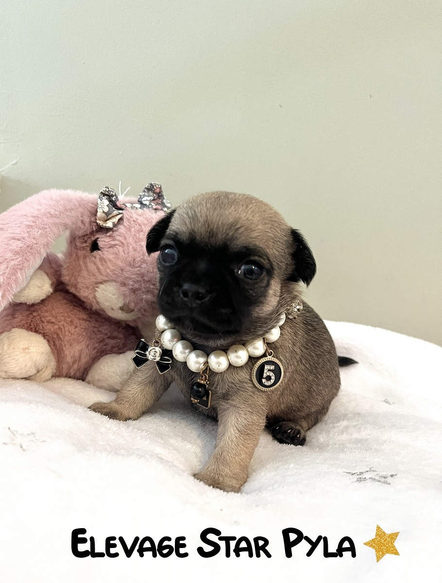 Star Pyla - Chiots disponibles - Chihuahua