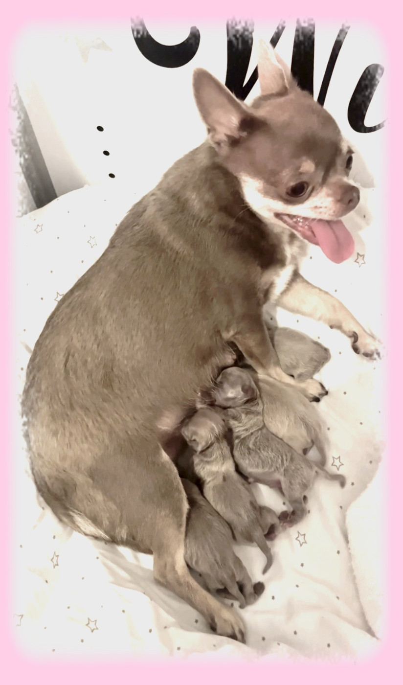 Chiot Chihuahua Star Pyla