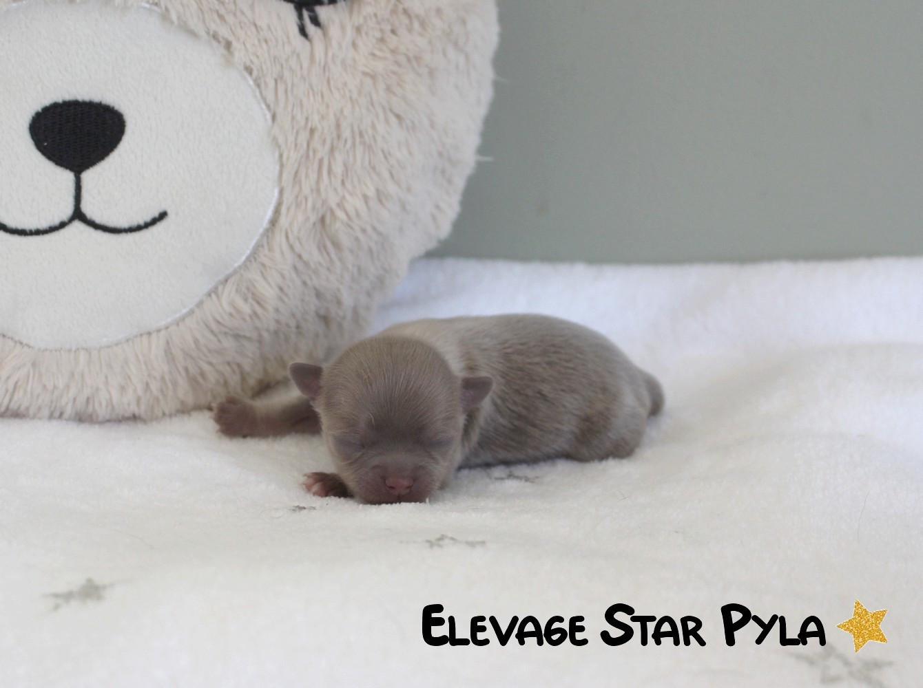 Star Pyla - Chiots disponibles - Chihuahua