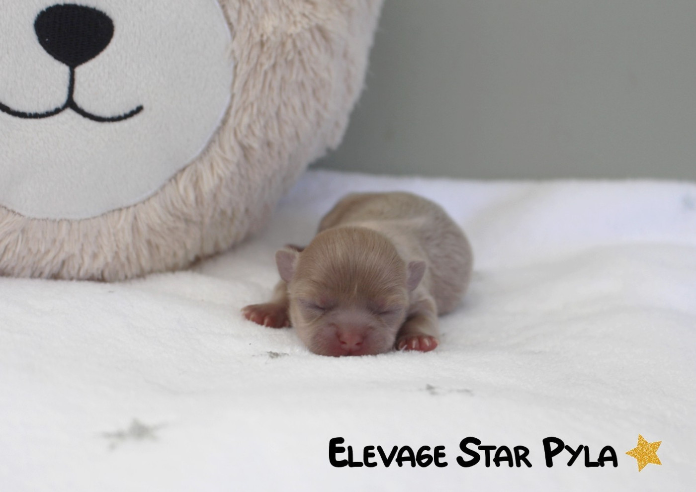 Star Pyla - Chiots disponibles - Chihuahua