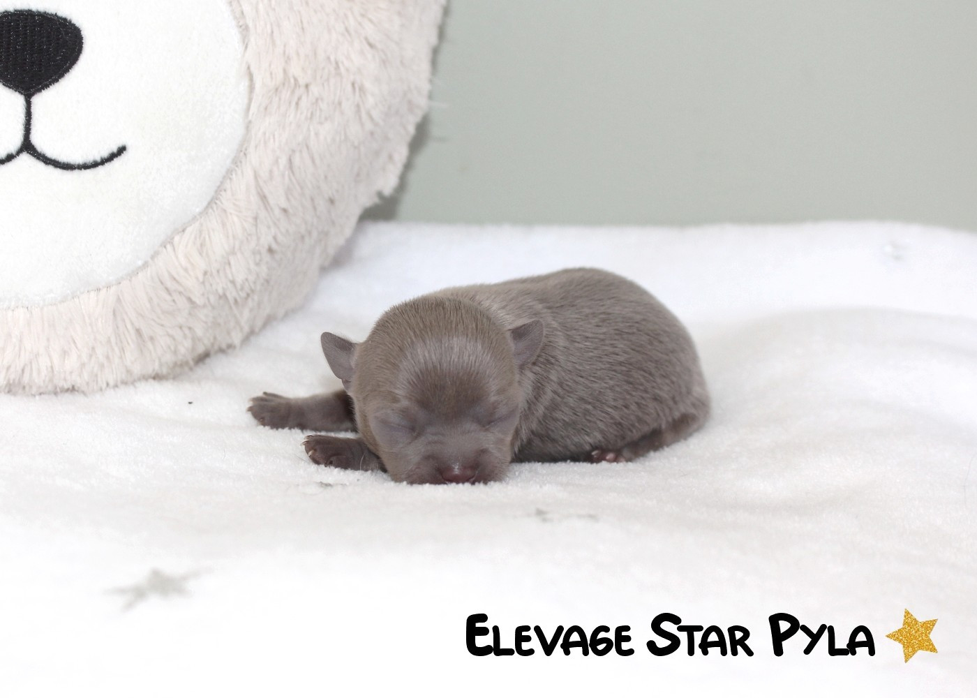Star Pyla - Chiots disponibles - Chihuahua