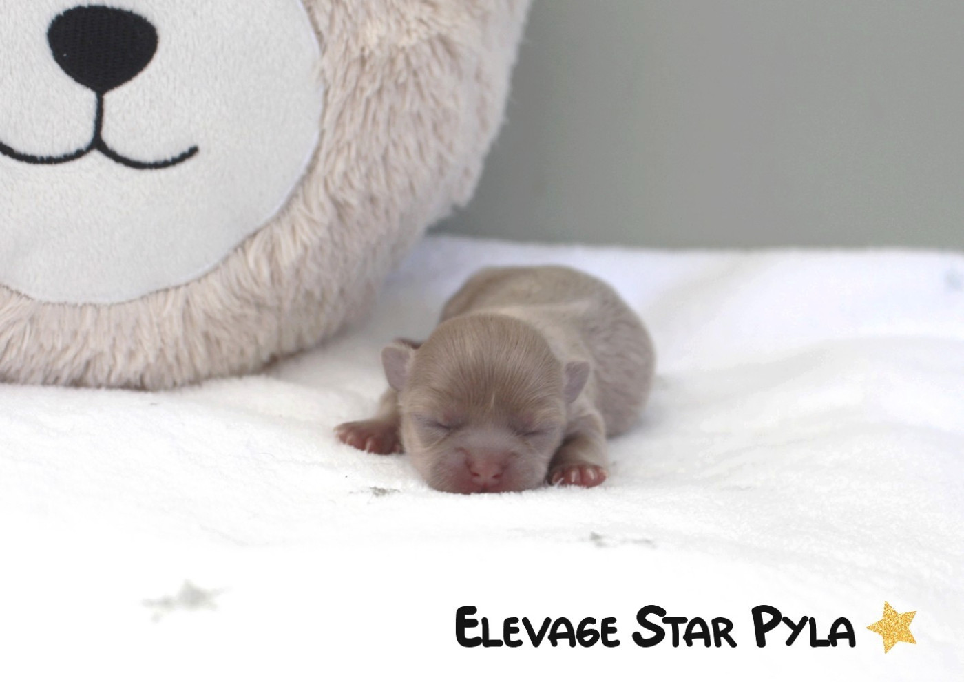 Star Pyla - Chiots disponibles - Chihuahua