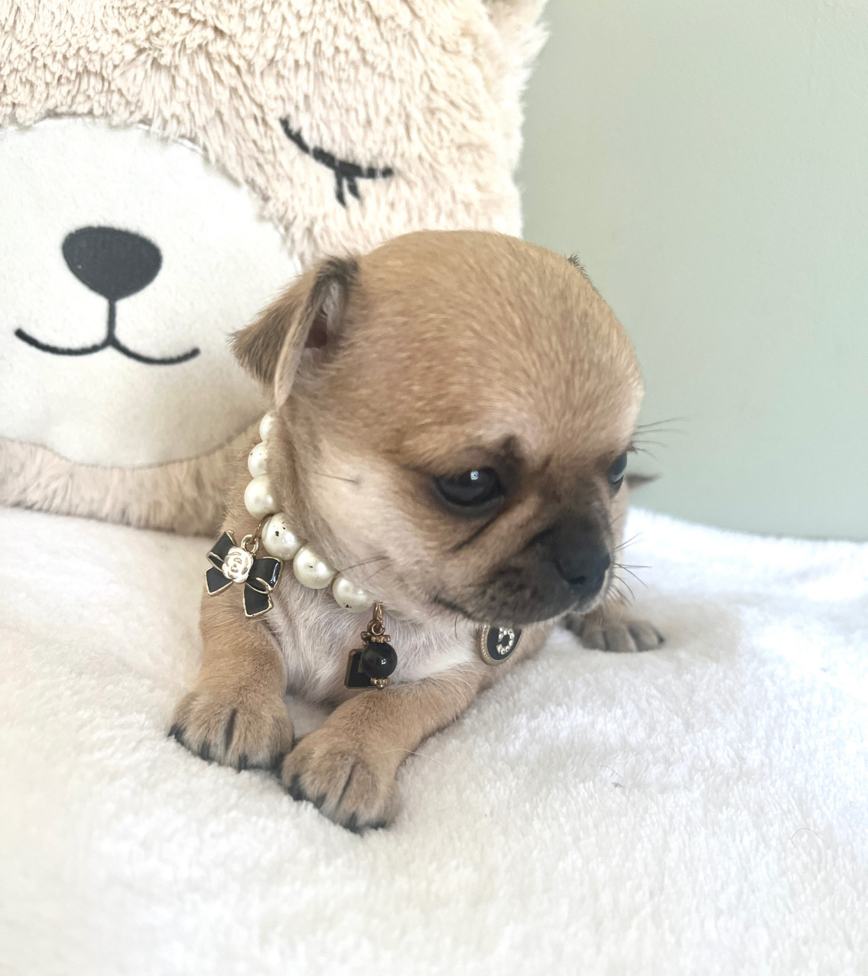 Star Pyla - Chiots disponibles - Chihuahua