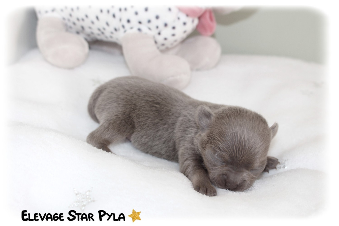 Star Pyla - Chiots disponibles - Chihuahua