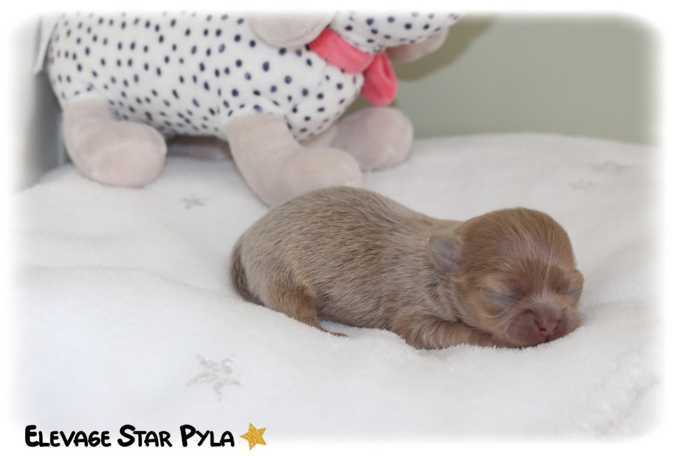 Star Pyla - Chiots disponibles - Chihuahua
