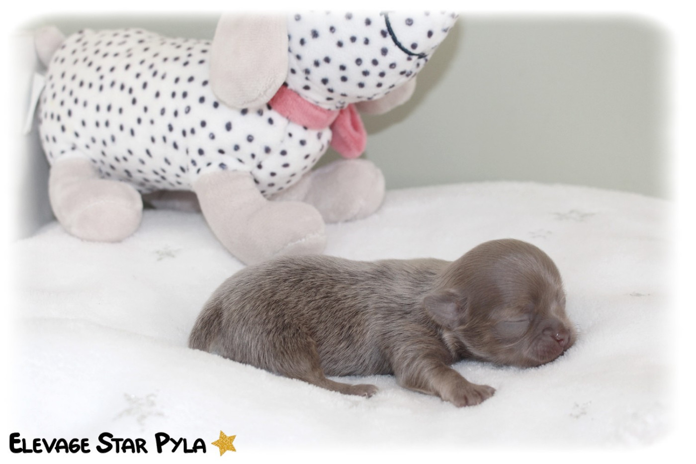Star Pyla - Chiots disponibles - Chihuahua