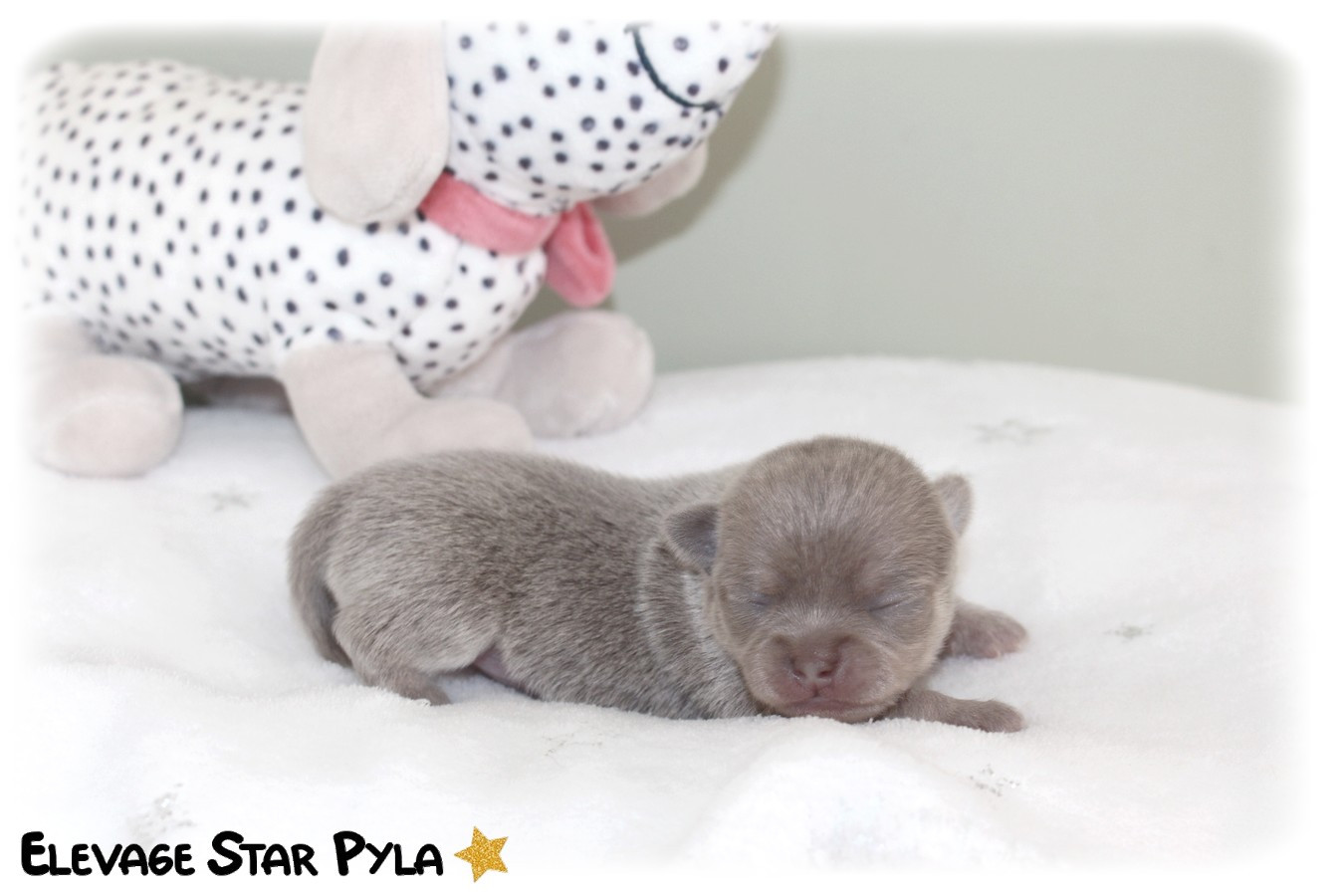 Star Pyla - Chiots disponibles - Chihuahua