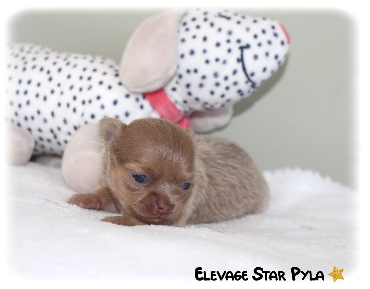 Star Pyla - Chiots disponibles - Chihuahua