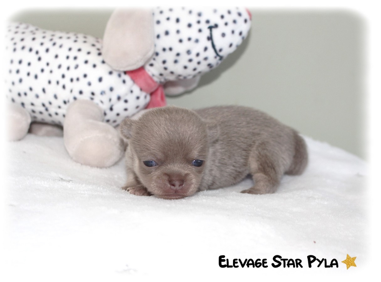 Star Pyla - Chiots disponibles - Chihuahua