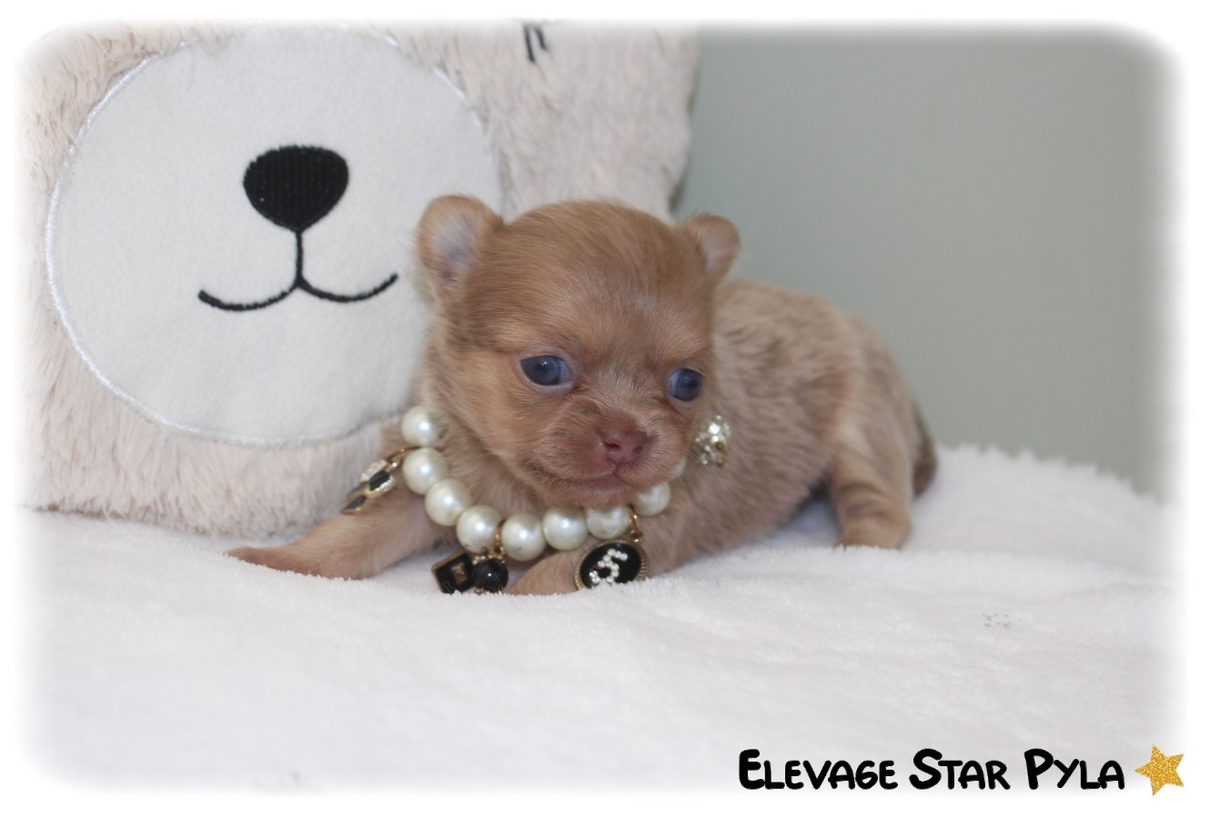 Star Pyla - Chiots disponibles - Chihuahua