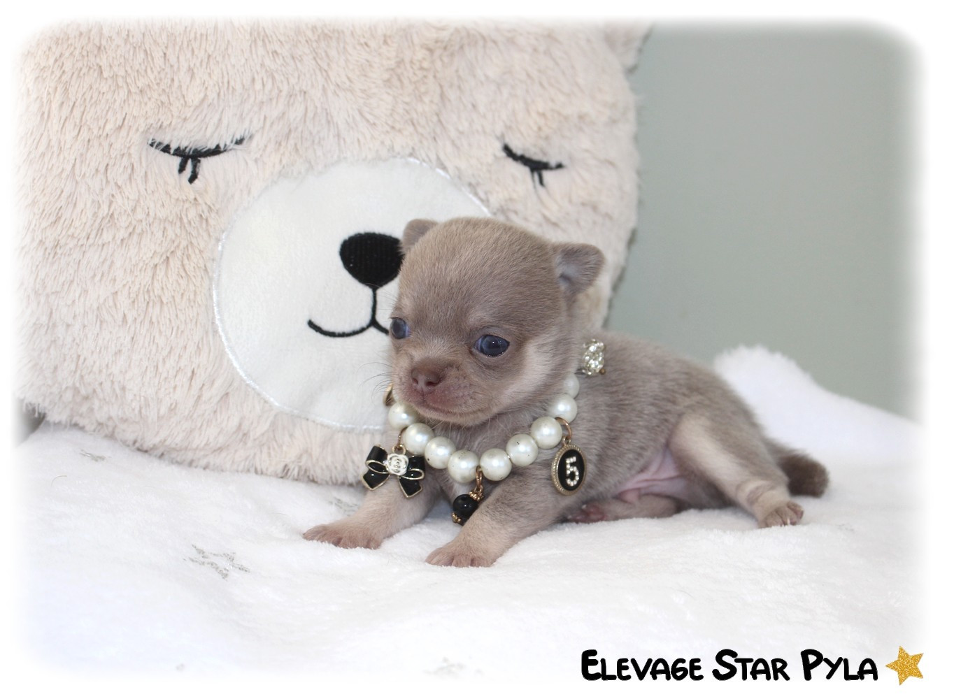 Star Pyla - Chiots disponibles - Chihuahua