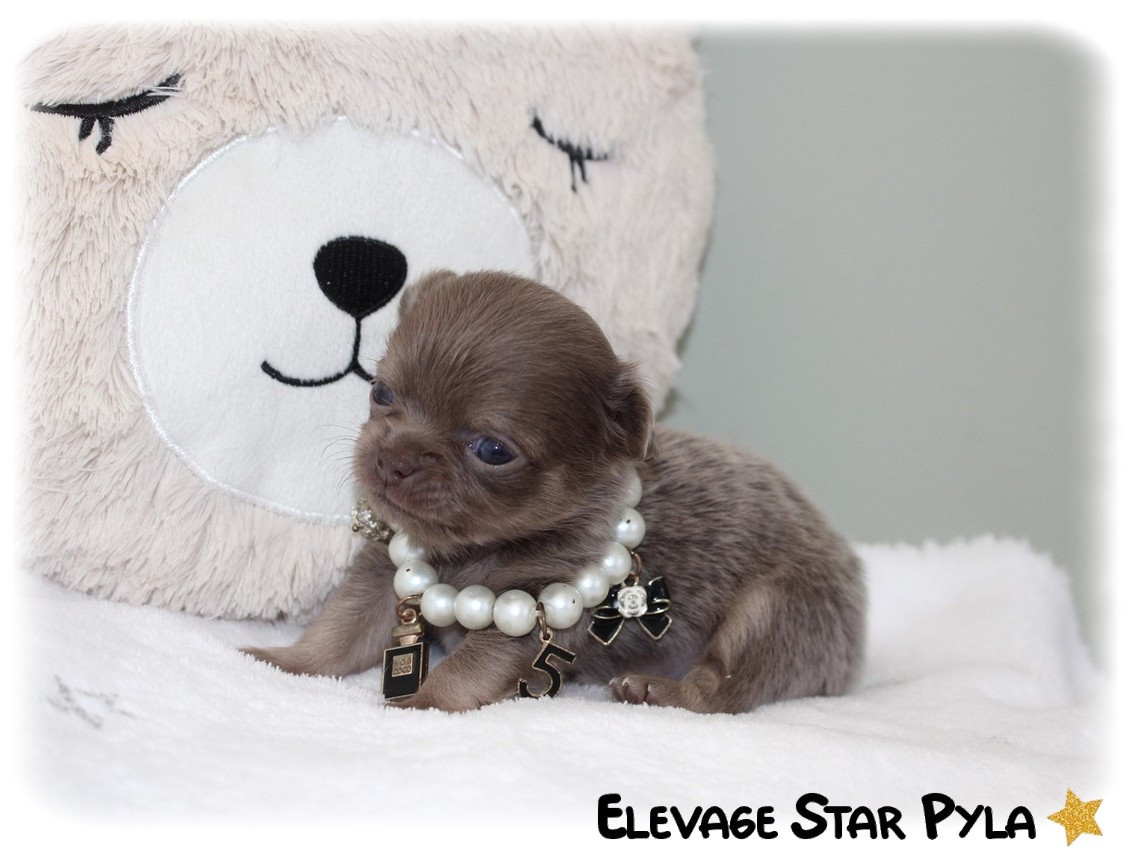 Star Pyla - Chiots disponibles - Chihuahua