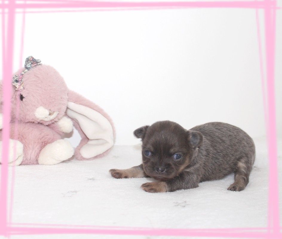Star Pyla - Chiots disponibles - Chihuahua