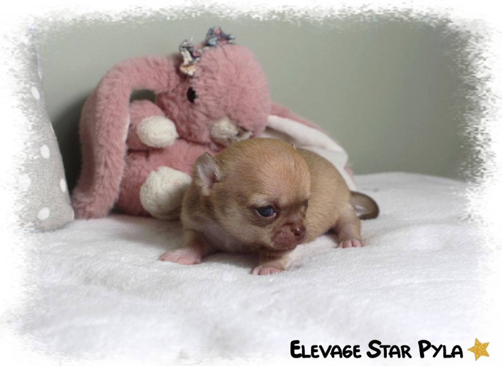 Star Pyla - Chiots disponibles - Chihuahua