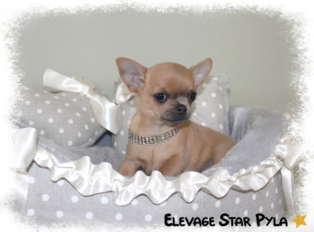 Star Pyla - Chiots disponibles - Chihuahua