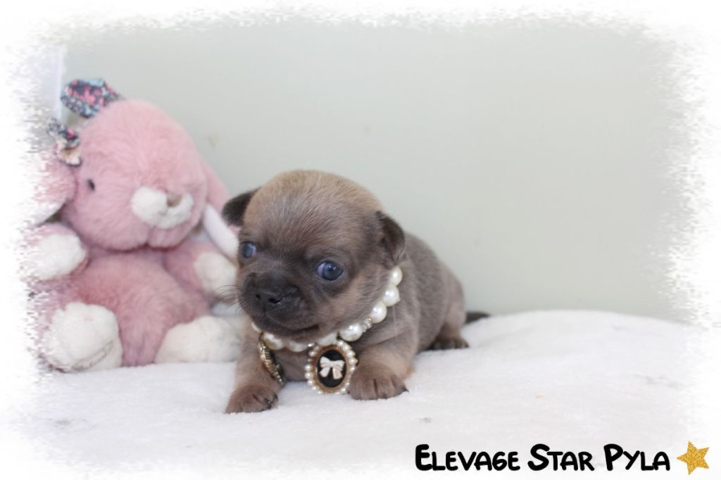 Star Pyla - Chihuahua - Portée née le 22/02/2025