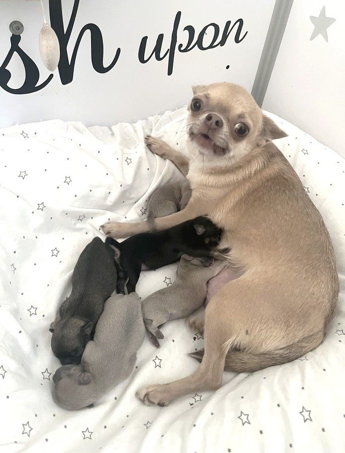 Chiot Chihuahua Star Pyla