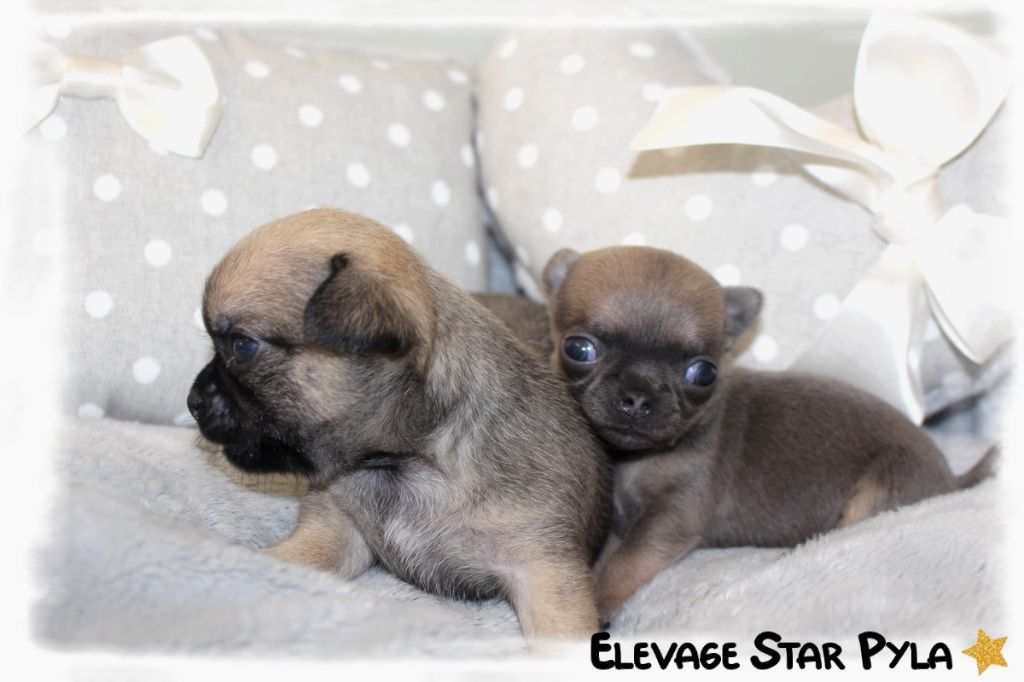 Star Pyla - Chiots disponibles - Chihuahua