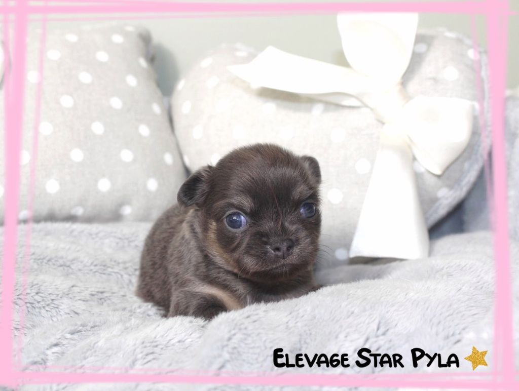 Star Pyla - Chihuahua - Portée née le 15/05/2025