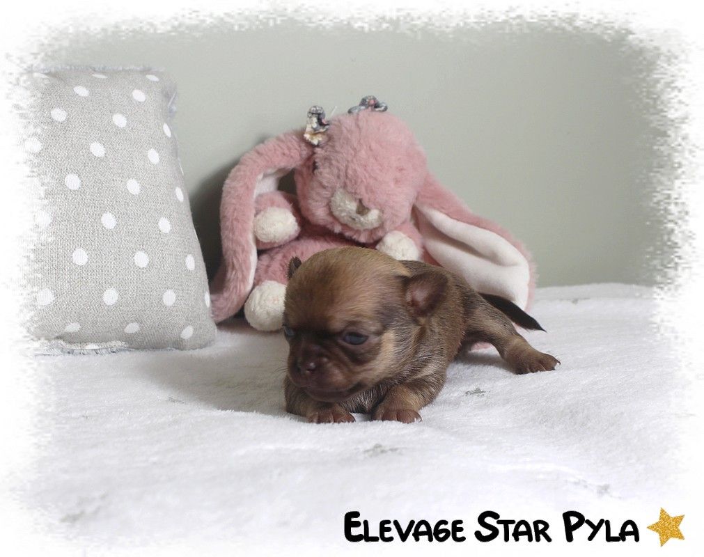 Star Pyla - Chiots disponibles - Chihuahua
