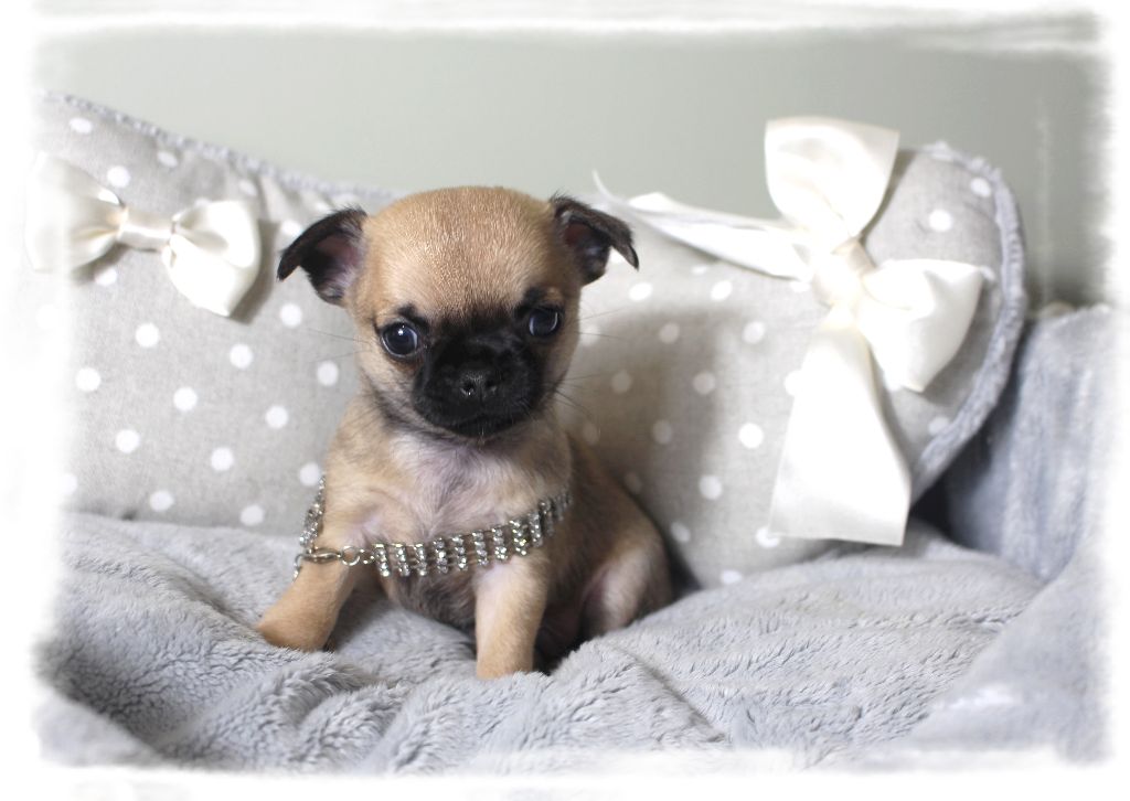 Star Pyla - Chiots disponibles - Chihuahua