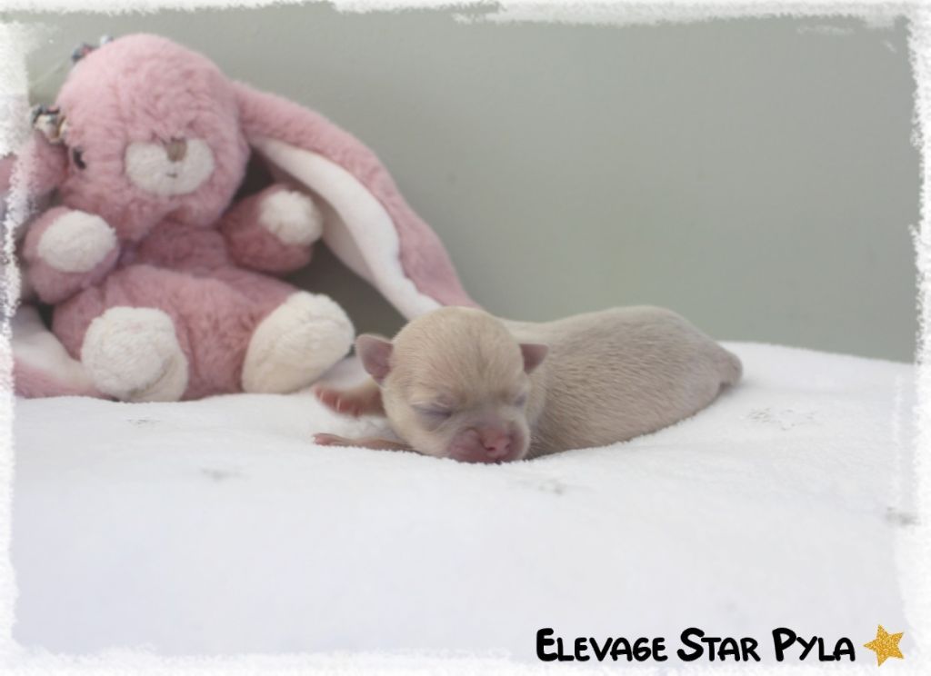 Star Pyla - Chiots disponibles - Chihuahua