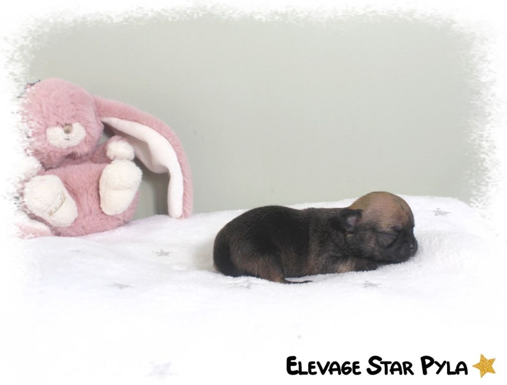 Star Pyla - Chiots disponibles - Chihuahua