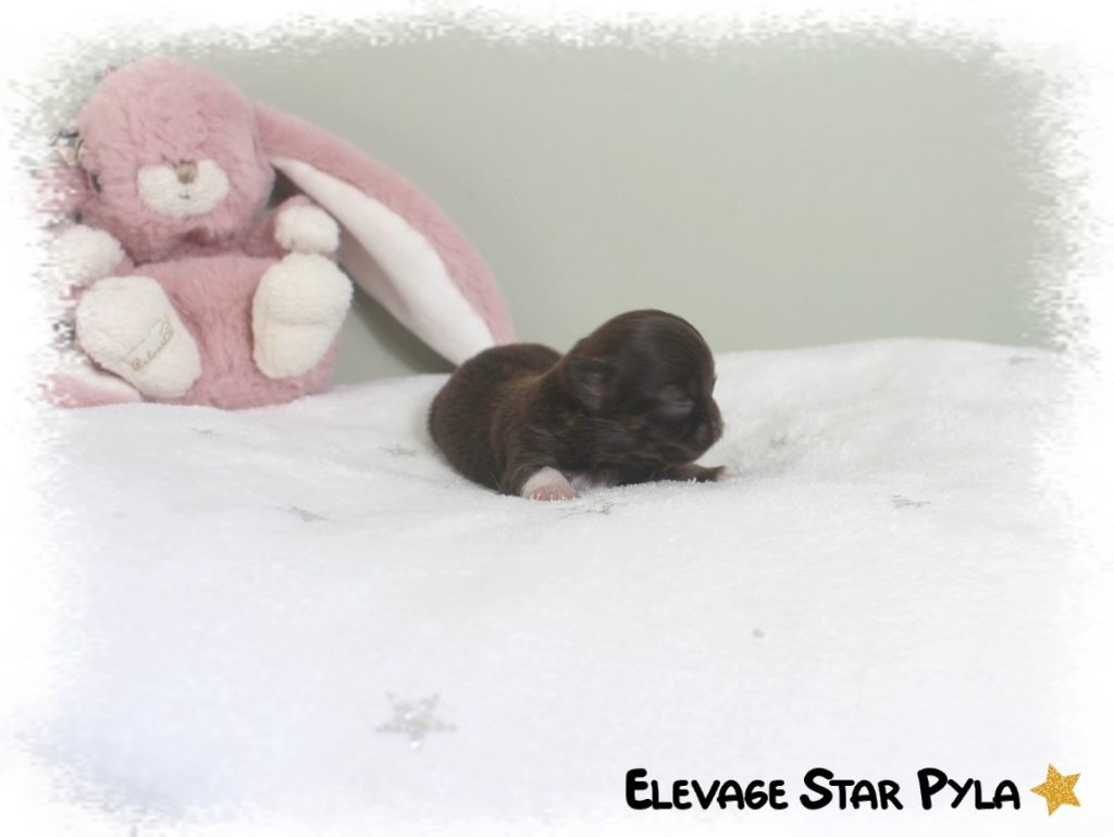 Star Pyla - Chiots disponibles - Chihuahua