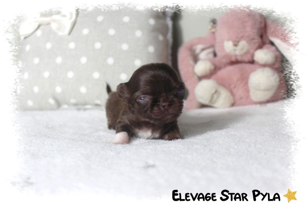 Star Pyla - Chiots disponibles - Chihuahua