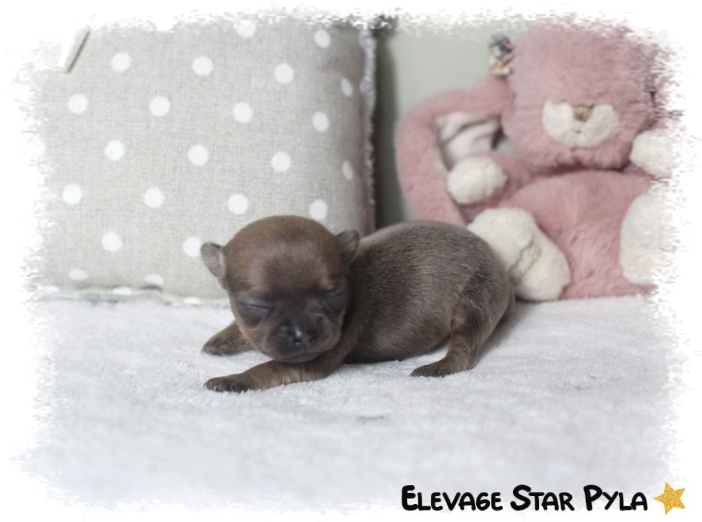 Star Pyla - Chiots disponibles - Chihuahua