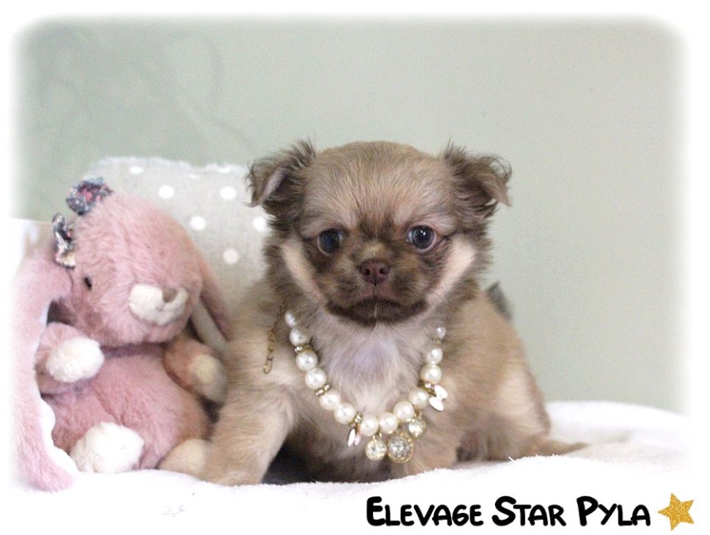 Star Pyla - Chihuahua - Portée née le 21/10/2024