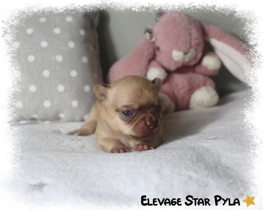 Star Pyla - Chiots disponibles - Chihuahua