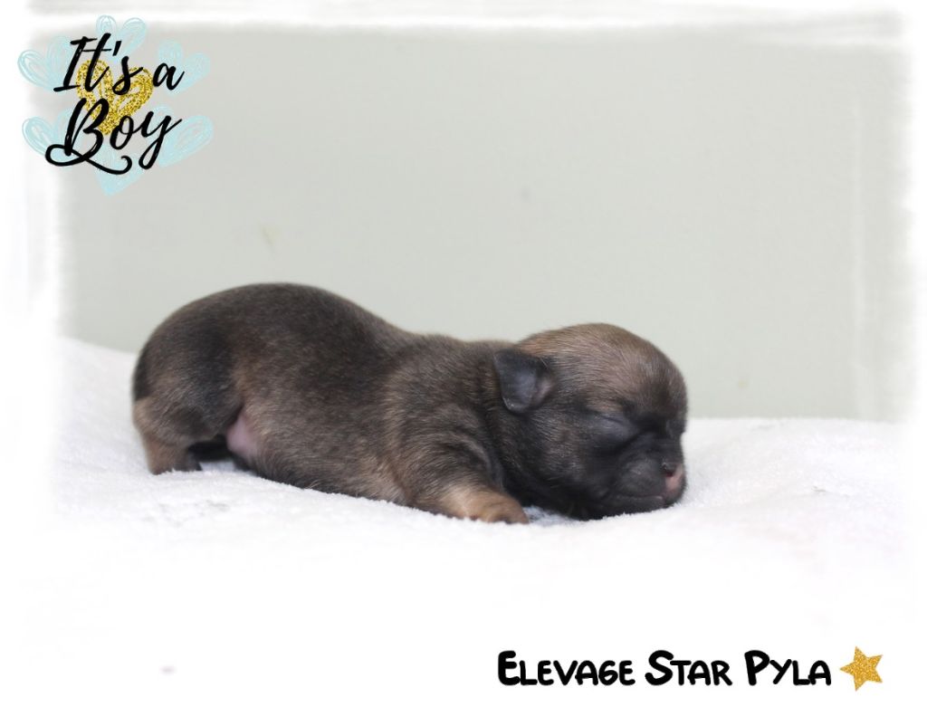 Star Pyla - Chiots disponibles - Chihuahua