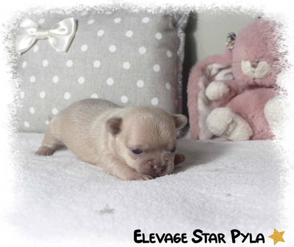 Star Pyla - Chiots disponibles - Chihuahua