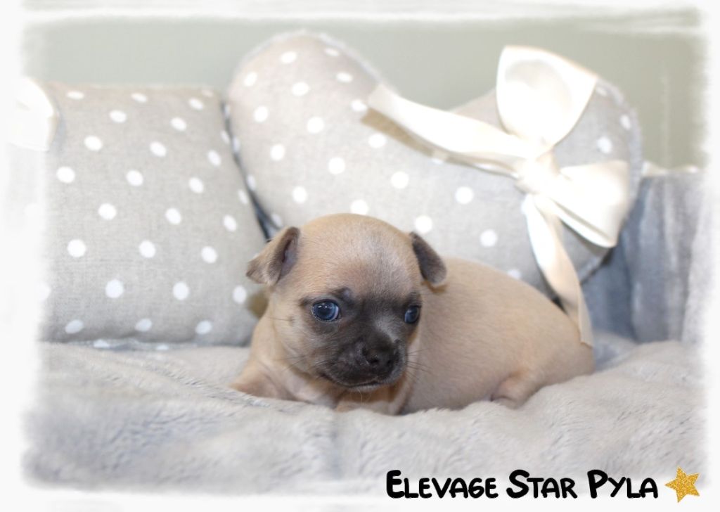 Star Pyla - Chiots disponibles - Chihuahua