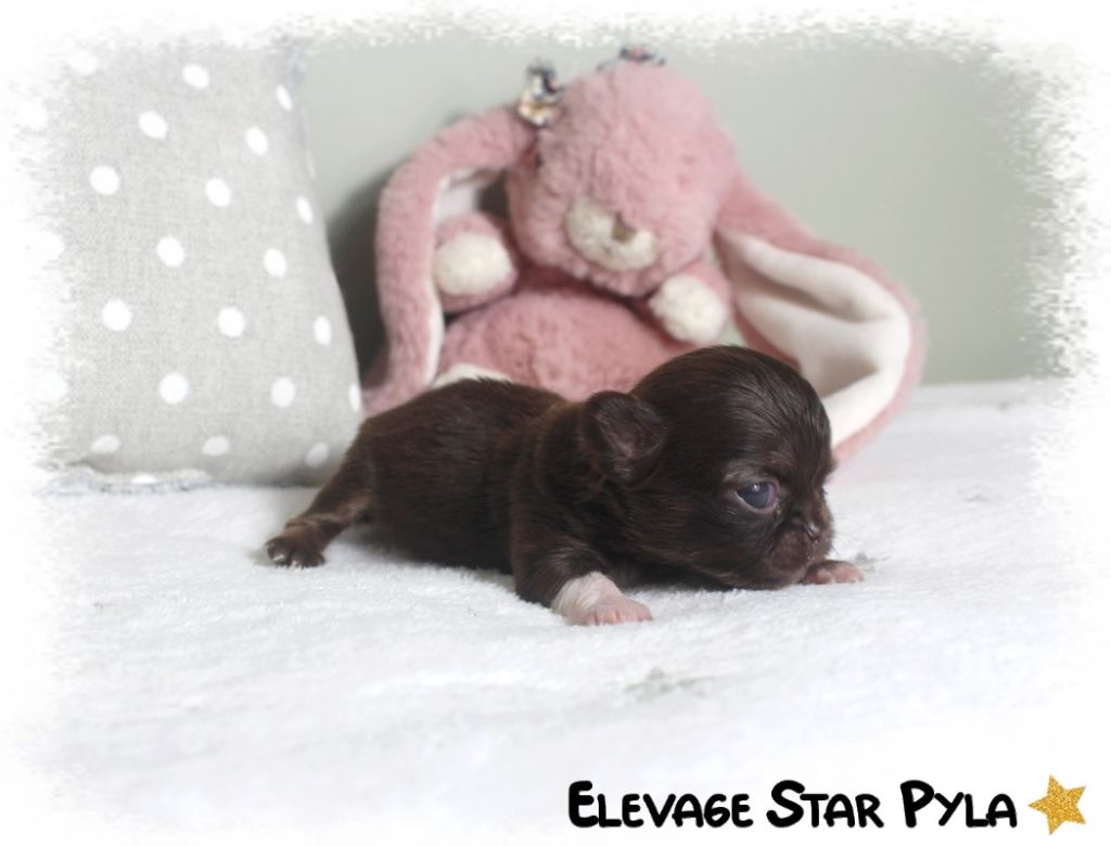 Star Pyla - Chiots disponibles - Chihuahua