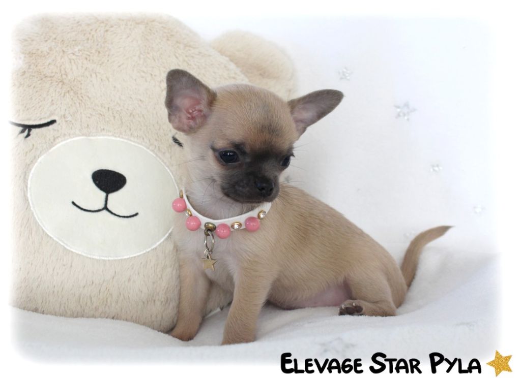 Star Pyla - Chiots disponibles - Chihuahua