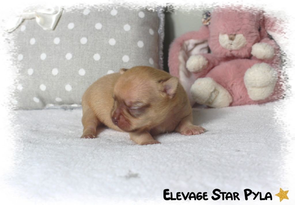 Star Pyla - Chiots disponibles - Chihuahua