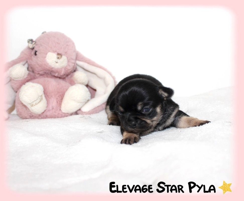 Star Pyla - Chiots disponibles - Chihuahua