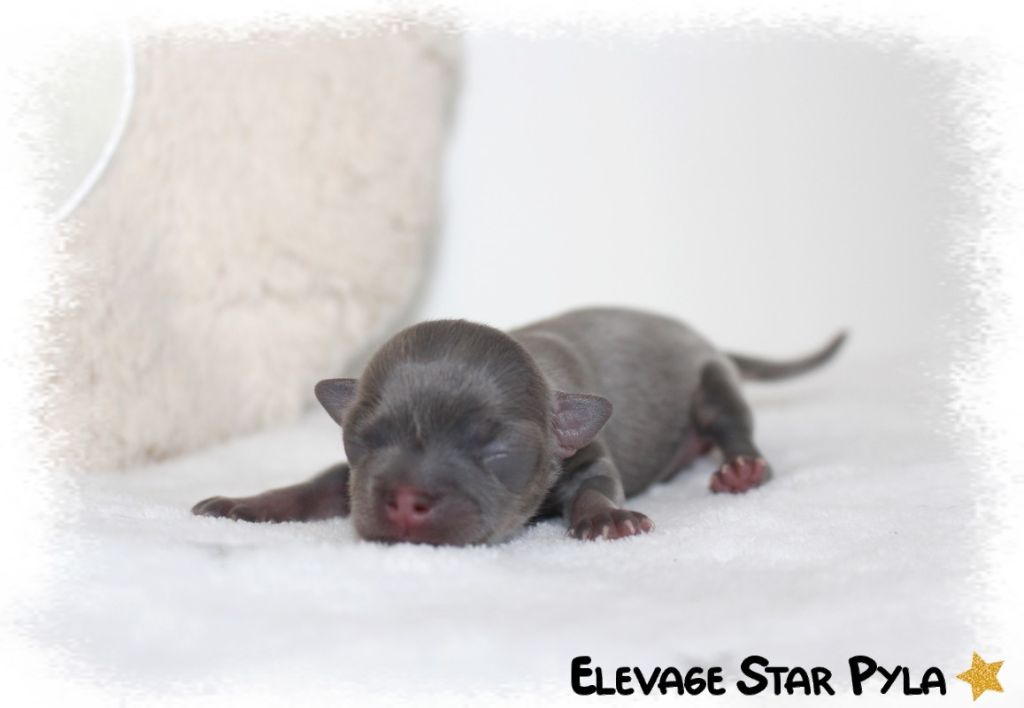 Star Pyla - Chiots disponibles - Chihuahua