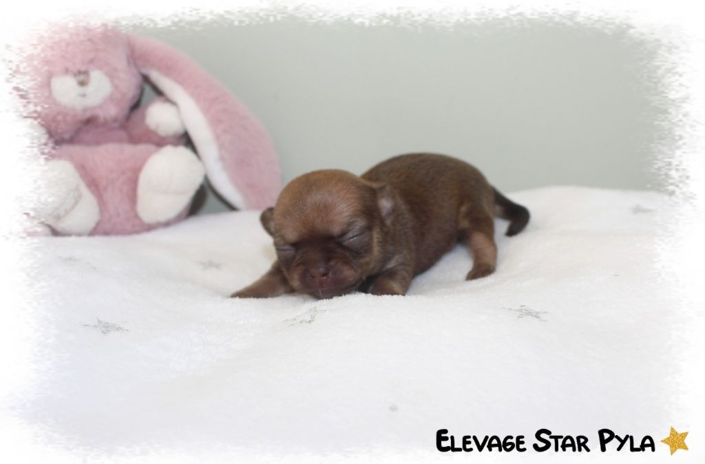 Star Pyla - Chiots disponibles - Chihuahua
