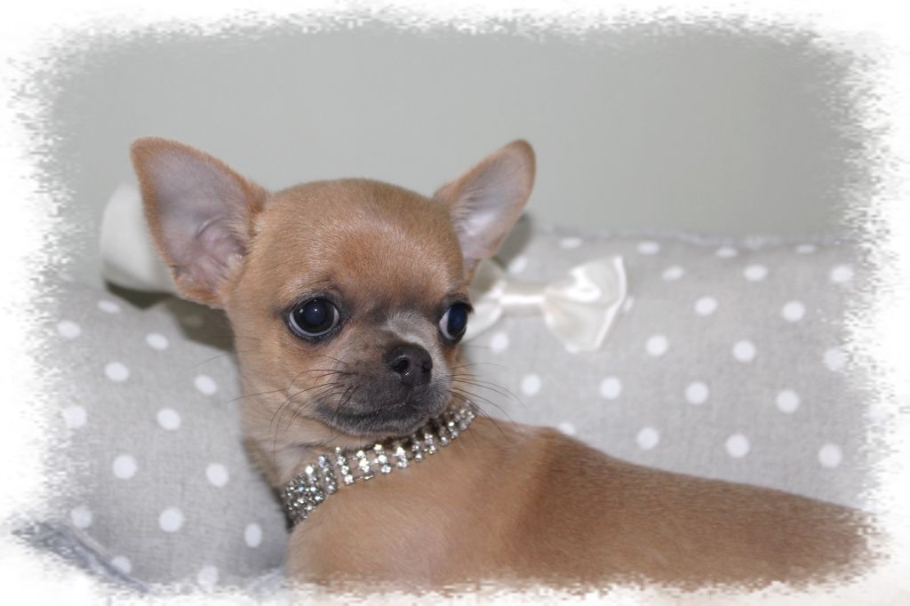 Star Pyla - Chiots disponibles - Chihuahua