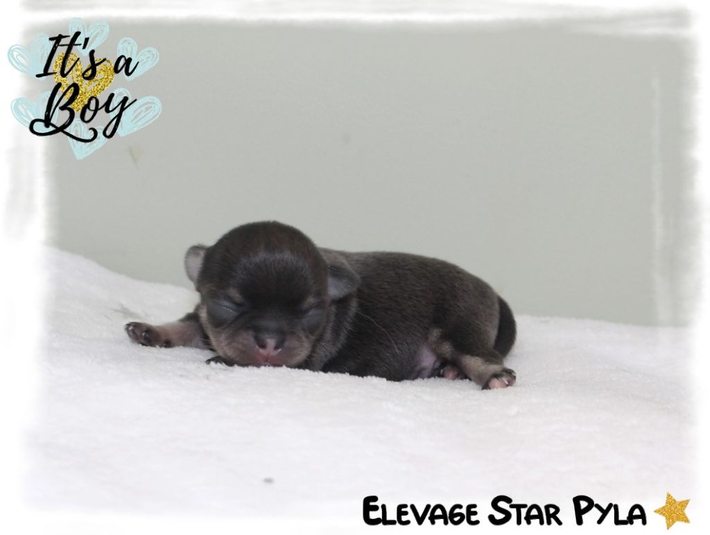 Star Pyla - Chiots disponibles - Chihuahua